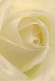 Step into the heart of this North Kensington rose, where velvety white petals spiral gently inward, as if unfolding beneath soft morning light. The creamy ivory blooms are alive with texture, each petal almost translucent at the edge, delicately layered-their curves shaped by the skill of local North Kensington florists. Subtle shadows weave between petals, adding quiet depth much like that found in the peaceful enclaves near Avondale Park. The ambiance exudes calm and sincerity, ideal for moments of sympathy, new beginnings, or messages of admiration exchanged along Portobello Road. This rose invites one to imagine its gentle fragrance, lingering lightly in the air-a sweet, barely-there presence reminiscent of early spring mornings by the Grand Union Canal. The close focus draws attention not just to the bloom's natural perfection, but to the honest emotion and refined expertise behind every hand-crafted bouquet designed for North Kensington's special occasions.